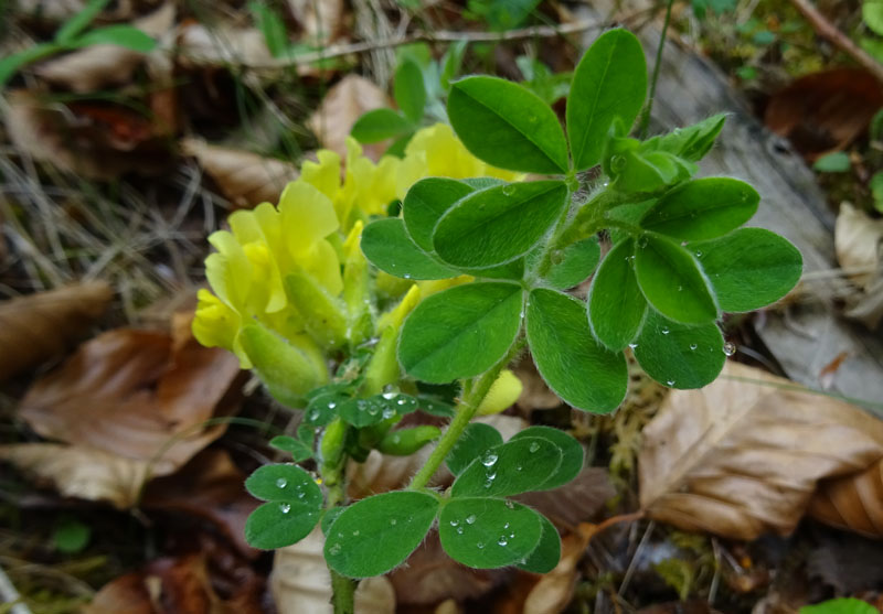 Cytisus hirsutus - Fabaceae